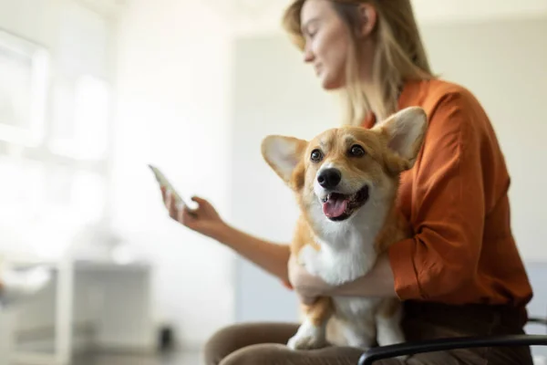Widok Boku Kobiety Właściciela Pembroke Walish Corgi Dog Pomocą Telefonu — Zdjęcie stockowe