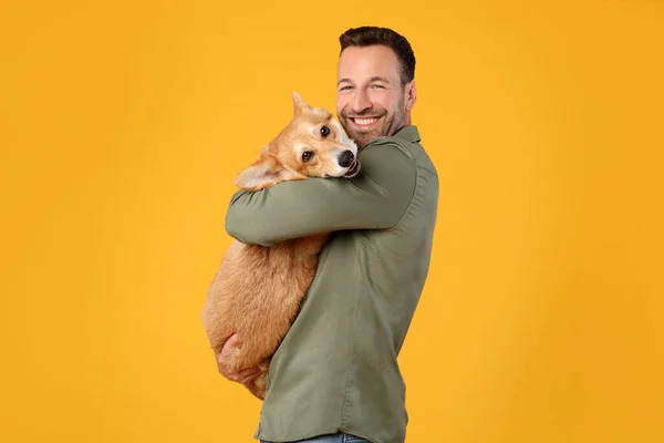 Mutlu Avrupalı adam kucağında sevimli Corgi köpeğini rahatlatıyor, kameraya gülümsüyor, sarı stüdyo arka planında evcil hayvan pozu veriyor.