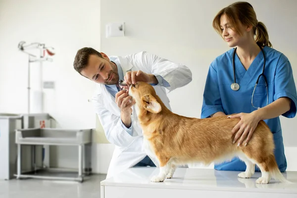 Amistoso Veterinario Masculino Uniforme Control Los Dientes Bonito Perro Pembroke —  Fotos de Stock