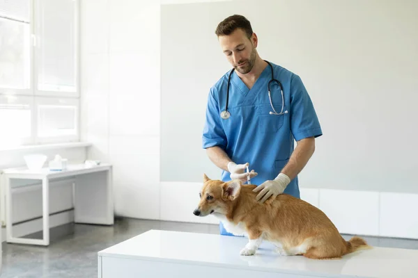 Bonito Pembroke Galês Corgi Cão Recebendo Injeção Com Vacina Durante — Fotografia de Stock