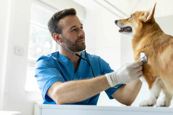 Retrato Veterinário Masculino Amigável Uniforme Ouvir Batimento Cardíaco Cão Corgi — Fotografia de Stock