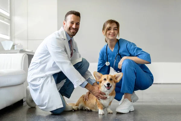 Şirin Pembroke Corgi Köpeği Veteriner Hastanesinde Kameraya Gülümseyen Klinikte Çalışan — Stok fotoğraf