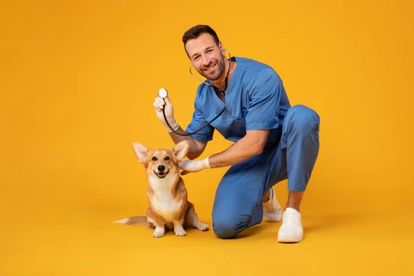 Veterinário Masculino Uniforme Trabalho Pronto Para Ouvir Respiração Cão Corgi — Fotografia de Stock