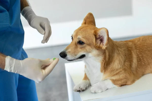Male Veterinarian Doctor Giving Pill Pembroke Welsh Corgi Dog Checkup — Stock Photo, Image