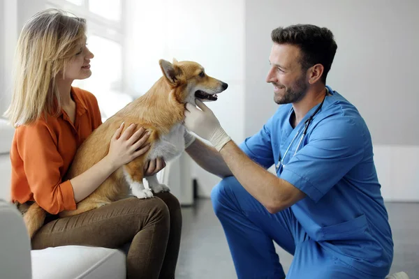 Słodki Pies Corgi Jest Badany Klinice Lekarz Sprawdza Zęby Zwierząt — Zdjęcie stockowe