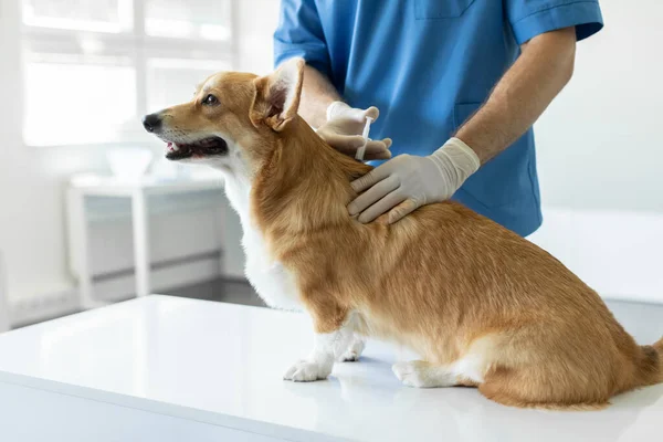 Chory Pembroke Walijski Corgi Dog Siedzi Stole Medycznym Klinice Weterynaryjnej — Zdjęcie stockowe