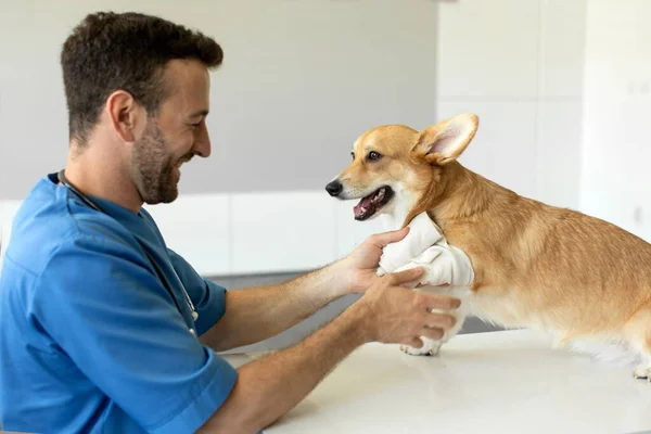 Veterinario Masculino Trabajo Azul Uniforme Vendaje Una Pata Lindo Perro — Foto de Stock