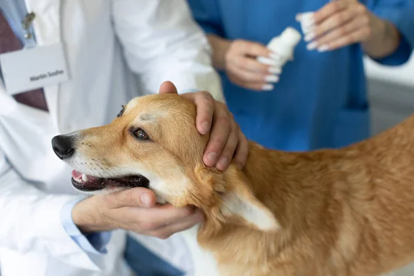 Médicos Veterinários Cuidando Examinando Belo Cão Corgi Galês Pembroke Bonito — Fotografia de Stock