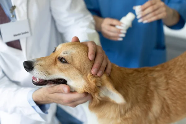 Veterinární Lékaři Pečující Zkoumání Krásné Pěkné Pembroke Welsh Corgi Pes — Stock fotografie