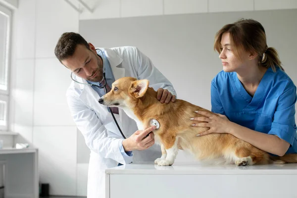 Professional Male Veterinarian Doctor Listening Pembroke Welsh Corgi Dogs Heartbeat — Stock Photo, Image