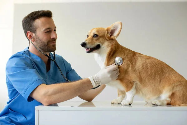 Male Veterinarian Listening Heartbeat Pembroke Welsh Corgi Dog Examination Vet — Stock Photo, Image