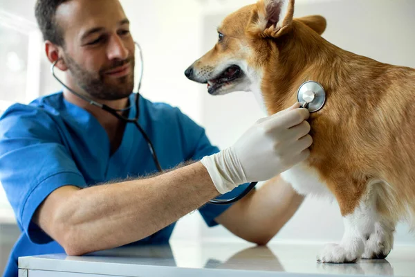수의사가 청진기를 사용하고 병원에서 동물을 관찰하고 수의사와 수의사와 수의사의 귀여운 — 스톡 사진