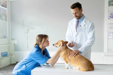 Veteriner takımı, şirin pembroke corgi köpeğine aşı yapıyor. Doktor, veteriner kliniğinde evcil hayvan bakıcısıyla oynarken iğne yapıyor.