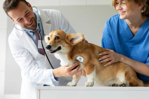兽医处养了一只漂亮的刺绣腊肠犬 兽医在兽医诊所用手套检查可爱宠物的健康状况 — 图库照片