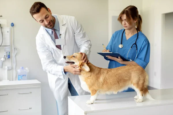 Przyjazna Klinika Weterynaryjna Lekarz Weterynarii Patrząc Pembroke Walijski Corgi Pies — Zdjęcie stockowe