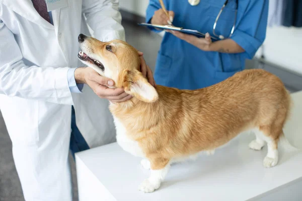 Medycyna Opieka Nad Zwierzętami Pembroke Walijski Corgi Pies Checkup Klinice — Zdjęcie stockowe
