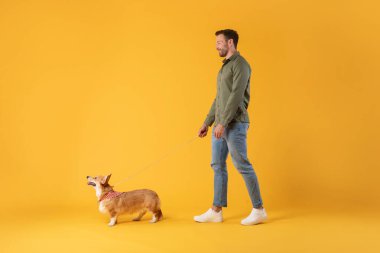 Genç bir adamın sarı renkli stüdyo arka planında izole edilmiş küçük bir Corgi köpeğiyle yürürken tüm vücut uzunluğundaki görüntüsü.