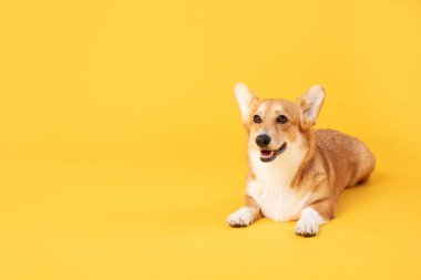 Sarı stüdyo arka planında uzanan mutlu gülüşü ve beleş fotokopi alanı olan oldukça pembroke corgi sosislisi. Evcil hayvan konsepti