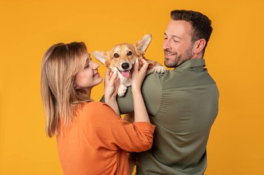 Caucasian couple hugging with their corgi dog, happy man and woman in casual clothes with pet on yellow studio background clipart