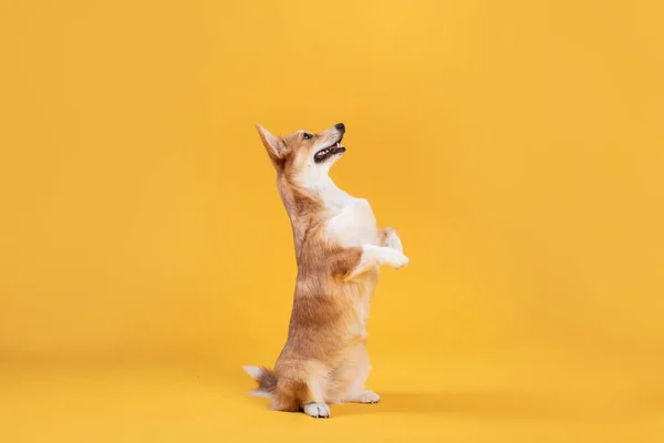 Widok Boku Cute Corgi Pies Stojący Tylnych Nogach Właściciele Poleceń — Zdjęcie stockowe