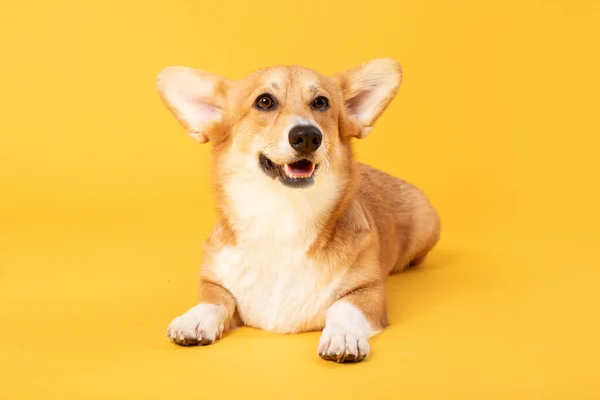 Portret Zdrowego Psa Corgi Leżącego Podłodze Odizolowanego Nad Żółtą Ścianą — Zdjęcie stockowe