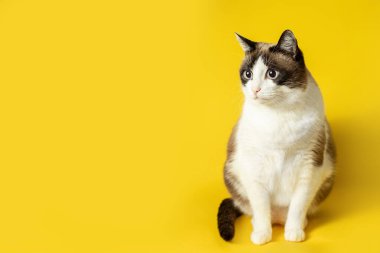 Komik şişman beyaz ve gri kedi, parlak sarı stüdyo arka planında oturuyor, başka tarafa bakıyor, tasarımın için boş yer var.