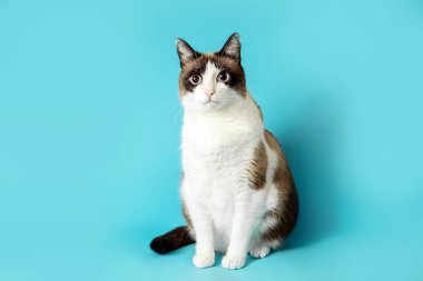 Mavi arka planda oturan beyaz ve gri tüylü kedi ve kameraya bakıyor, tam boy, serbest alan