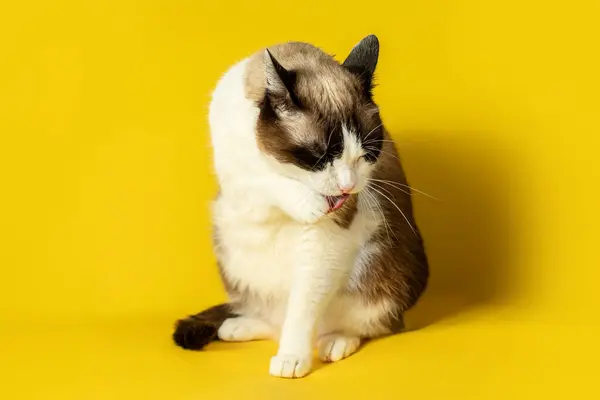 Pretty cat washing himself, licking his paws while sitting on yellow studio background, full length shot