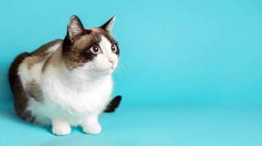 Fotokopi odasına bakan sevimli çift renkli kedi, mavi arka planda yatıyor, stüdyo çekimi, evcil hayvan kliniği reklamı