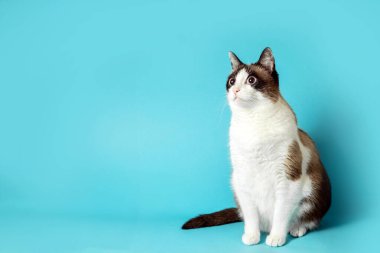 Pofuduk beyaz ve gri kedi mavi arka planda otururken fotokopi alanına bakıyor, evcil hayvanlar için reklam ürünleri