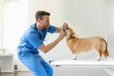 Veteriner erkek doktor veteriner kliniğinde muayene sırasında Pembroke Welsh Corgi köpeğinin dişlerini kontrol ediyor.