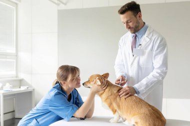 Profesyonel veteriner takımı Pembroke Welsh Corgi 'ye aşı yapıyor, erkek doktor evcil hayvan asistanıyla oynarken...