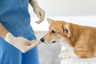 Veteriner doktor, veteriner kliniğinde kontrol ve tedavi sırasında güzel Pembroke Welsh Corgi köpeğine ilaç veriyor.
