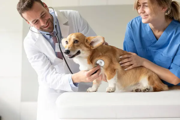 Korkmuş Pembroke Welsh Corgi köpeği veteriner masasında oturuyor, veterinerlerin veteriner kliniğindeki sevimli evcil hayvan sağlığını kontrol ediyorlar.