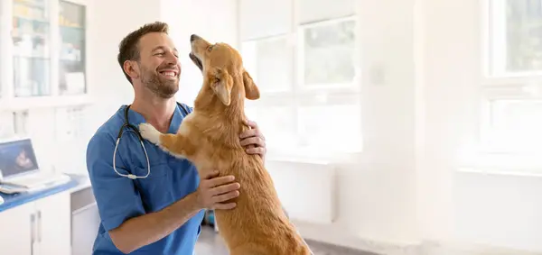 Mavi üniformalı, mutlu veteriner doktor. Pembroke Welsh Corgi sosislisine sarılıyor. Tedaviden sonra küçük köpekle oynuyor.