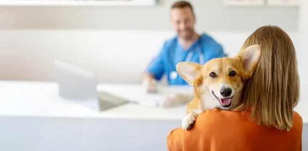 Veteriner kliniğindeki sahibi tarafından tutulurken kameraya bakan sevimli Corgi köpeği, seçici odak noktası, kopyalama alanı. Hayvan sağlığı konsepti