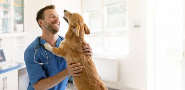 Üniformalı mutlu erkek veteriner klinikte tedavi sonrası Pembroke Welsh Corgi köpeği ile sarılıp oynuyor.