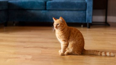 Sevimli kızıl kedi oturma odasında yerde oturuyor ve boş alana bakıyor, panorama.