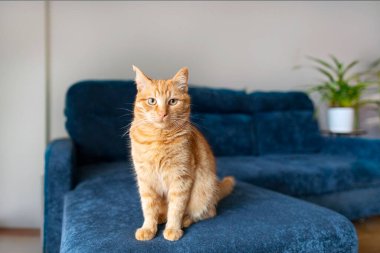Mavi koltukta oturan ciddi bir kızıl kedinin portresi ve oturma odasının içindeki kameraya bakmak, boş alan.