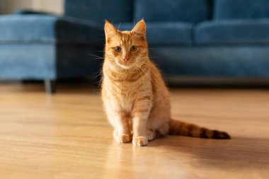 Evde, oturma odasında, yerde oturmuş kameraya bakan sevimli kızıl kedi portresi.