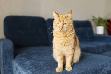 Topçu kızıl kedisinin portresi. Mavi koltukta oturup doğrudan kameraya, rahat oturma odasına, boş alana bakıyor.