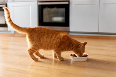 Evcil kızıl kedi, sabahları mutfakta kuru yiyecekler yiyor.