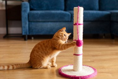 Kızıl kedi tırmalama kulesinin yanında oturuyor ve oturma odasındaki tırmalama direğinde topla oynuyor.