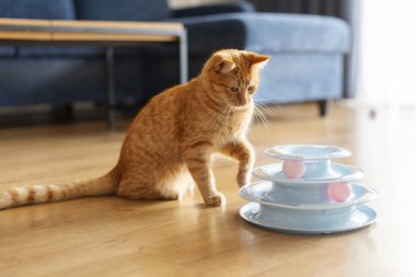 Mavi oyuncak piramit sarmal kulesinde toplarla oynayan sevimli turuncu kedi, komik kedi mutlu bir evcil hayvan, oturma odası içi