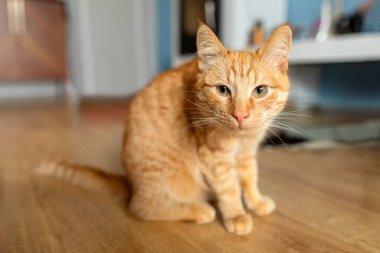 Odanın ahşap zemininde oturmuş kameraya dikkatle bakan komik yetişkin kızıl kedi.