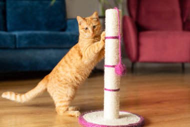 Kızıl kedi kedi, kedi direğinin yanında duruyor oturma odasının arka planını tırmalıyor ve pençelerini keskinleştirmeye çalışıyor.