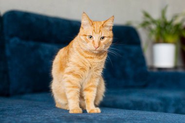 Oturma odasının iç kısmında mavi koltukta oturan sevimli kızıl kedicik kameraya bakıyor, boş yer var.