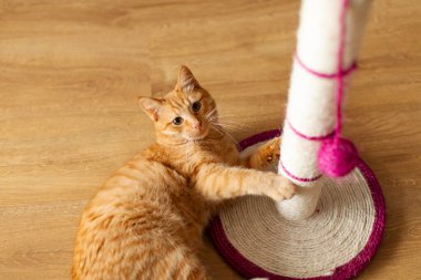 Evcil kızıl kedi kazıma kazığı ile oynuyor ve yanında uzanıyor, kameraya bakıyor, evde eğleniyor.