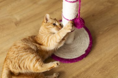 Genç kızıl kedi oyuncakla oynuyor. Yerde, tırmalama direğinin yanında yatıyor.