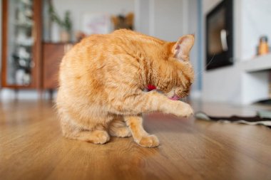 Kızıl kedi pençelerini yıkıyor ve yalıyor, oturma odasında ahşap zeminde oturuyor, evde kedi tımarlıyor.